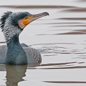 Aalscholver sur VNF Nijkerk
