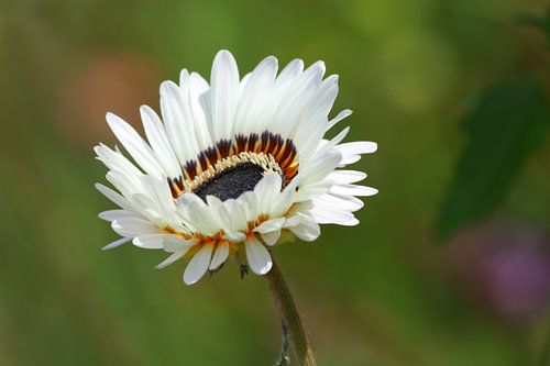 Witte gazania