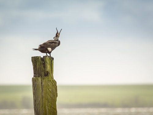 réputation du Kormoran