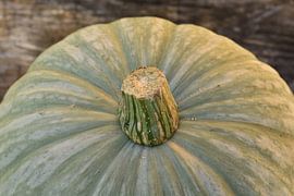 Pompoen met achtergrond liggend by Sascha van Dam