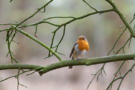 Robin among the branches