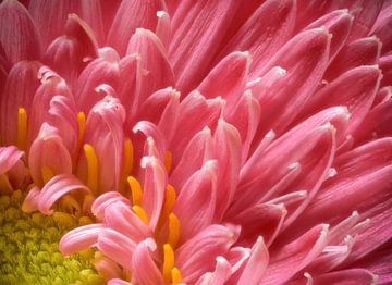 Gerbera van Mark Evers