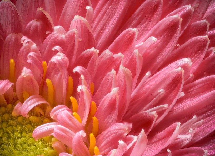 Gerbera van Mark Evers