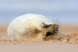 Junge Kegelrobbe am Strand von Jeroen Stel