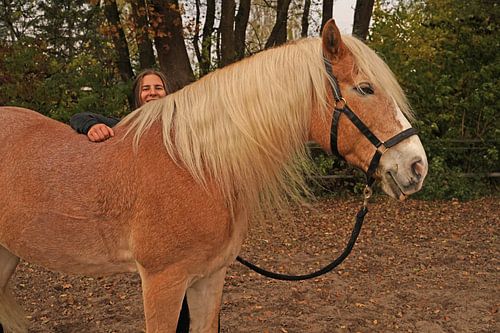 Fotoshoot met lichtbruine Haflinger met beige manen