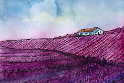 Lavendelvelden in Toscane  | Handgemaakte Aquarel Schilderij