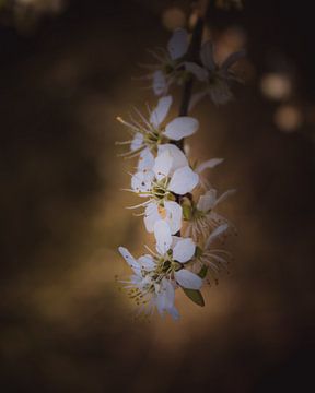 Blossom branch dark & moody van Sandra Hazes