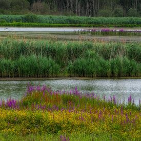 The Vinne, a nature reserve by jacky weckx