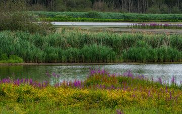 The Vinne, a nature reserve by jacky weckx