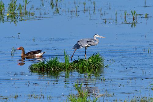 Blauwe reiger en grauwe gans