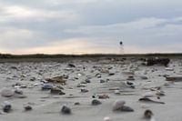 Schelpen op het strand