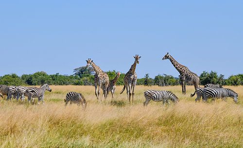 Giraffen en zebra's
