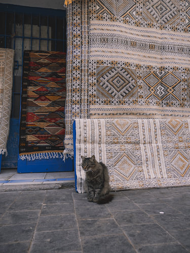 Katze vor einem Geschäft mit marokkanischen Teppichen – Marokko