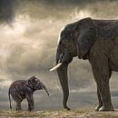 Baby olifant van Marcel van Balken thumbnail