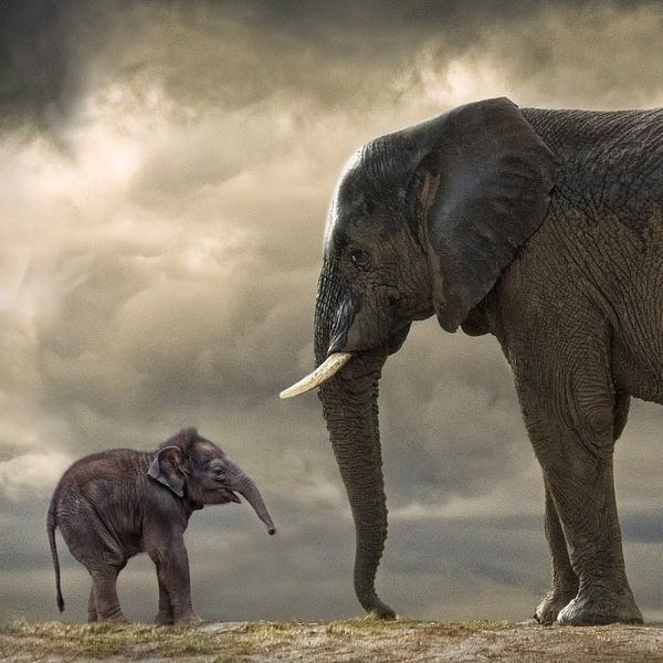 Babyelefant  von Marcel van Balken