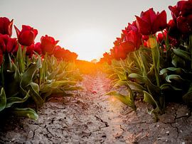 A red tulip path by Martijn Tilroe