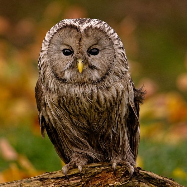 The Wise Observer - Bosuil by AudFocus - Audrey van der Hoorn