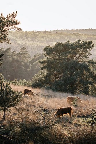 Murmures de la nature sauvage - Les Highlanders écossais en harmonie avec la nature