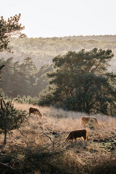 Fluistering van de Wildernis Schotse Hooglanders in Harmonie met de Natuur van Femke Ketelaar