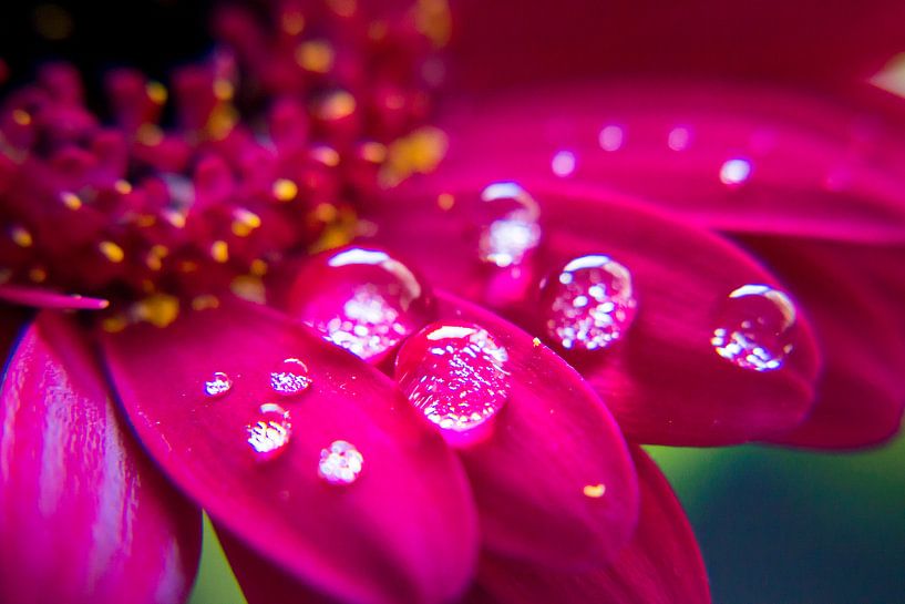 Light as a... by Cheryl Porcelijn