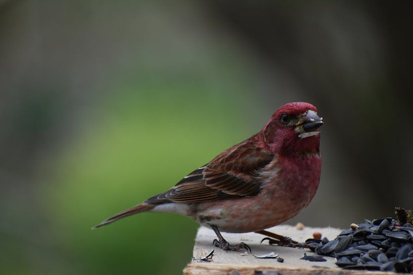 A finch at the garden feeder by Claude Laprise