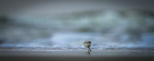 Drieteenstrandloper op het strand