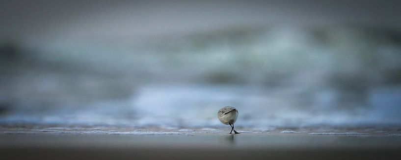 Sanderling on the beach by Dirk van Egmond