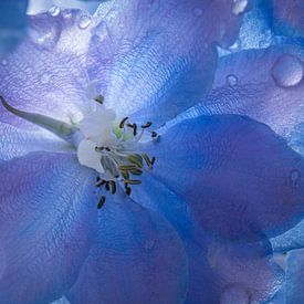 Blauer Rittersporn Blume von Jacqueline Ermens