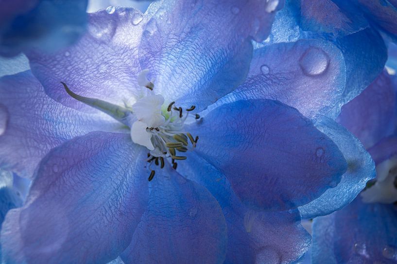Blue Larkspur Flower by Jacqueline Ermens