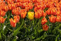 Gelbe Tulpe