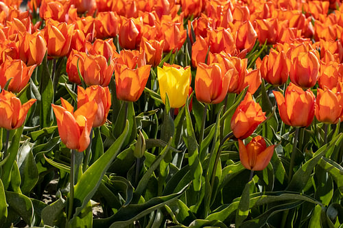 Gele Tulp