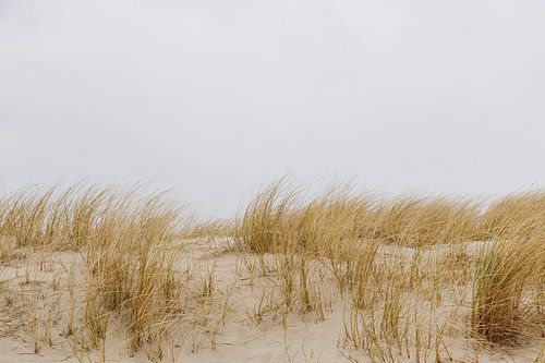 Helmgras op het strand van Texel, vlakbij de boot naar Vlieland | Expeditie achtertuin | Fine Art Ph