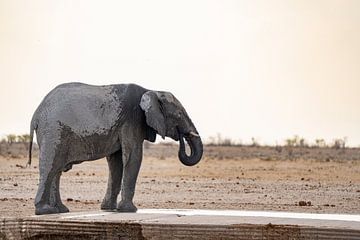 Olifant in Namibië, Afrika van Patrick Groß