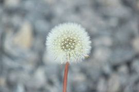 Prachtvoller Löwenzahn von Photo Pim