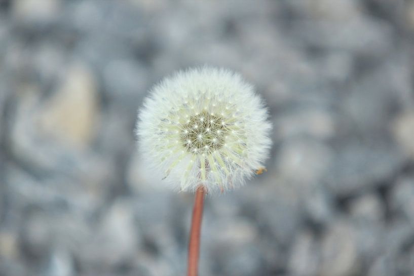 Pissenlit magnifique par Photo Pim