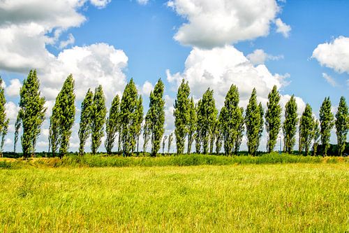 Rij bomen in een groen landschap in de wind