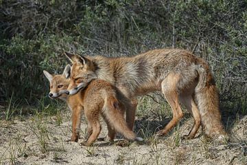 Moeder vos en haar welp van Menno Schaefer