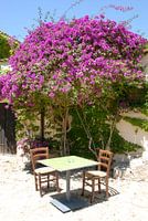 chairs and table under purple Bougainvillea