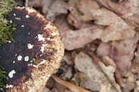Pilz im Wald