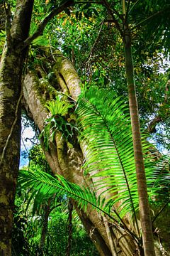 Bienvenue dans la jungle sur Robin Schalk