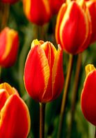 tulp