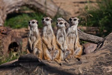 A strong company, the group form a system. Cute African animals meerkats (Timon) look attentively an by Michael Semenov