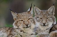 Eurasische Luchse ( Lynx lynx ) liegen dicht beieinander und blicken in die Kamera, wunderschöne Kat von wunderbare Erde Miniaturansicht