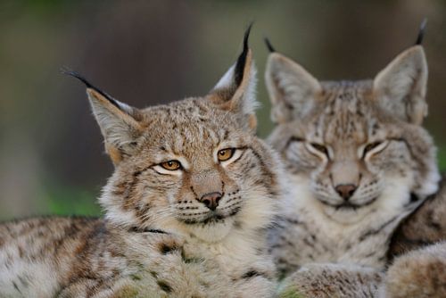 Eurasische Luchse ( Lynx lynx ) liegen dicht beieinander und blicken in die Kamera, wunderschöne Kat