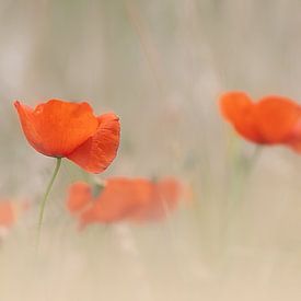 Klaproos van Ingrid Van Damme fotografie