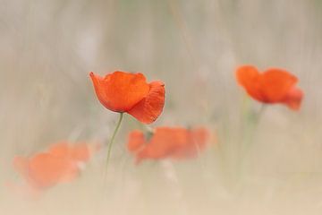 Klaproos van Ingrid Van Damme fotografie