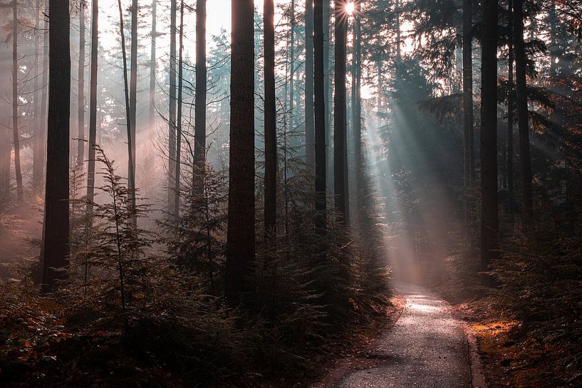 Speulderbos 2023 - 4 von Nuance Beeld