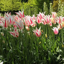 Tulpen in de lente von Jacco van Brecht