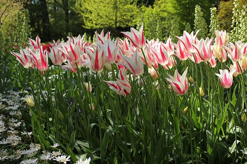 Tulpen in de lente