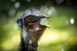 Im Regen von Tierfotografie.Harz